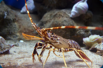 langouste